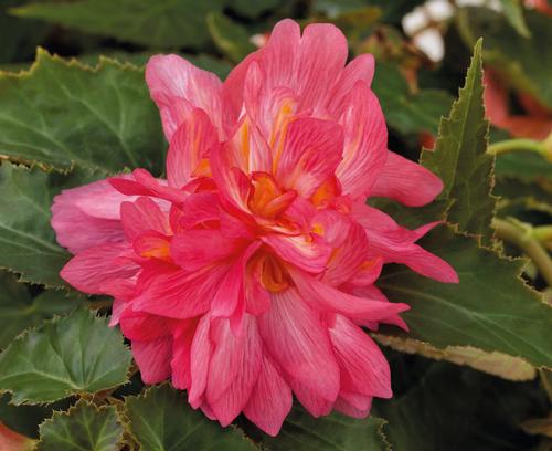 Begonia
