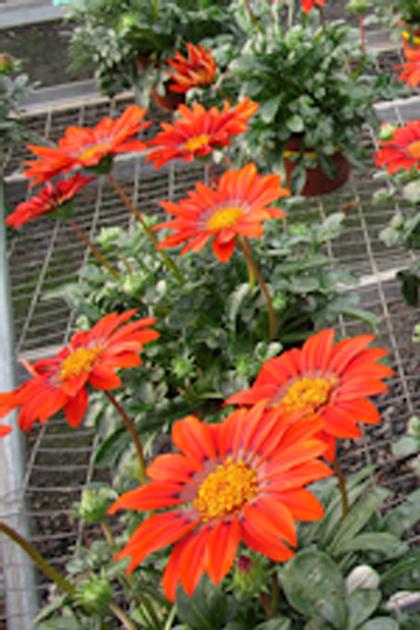 Gazania