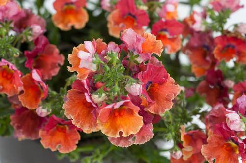 Nemesia