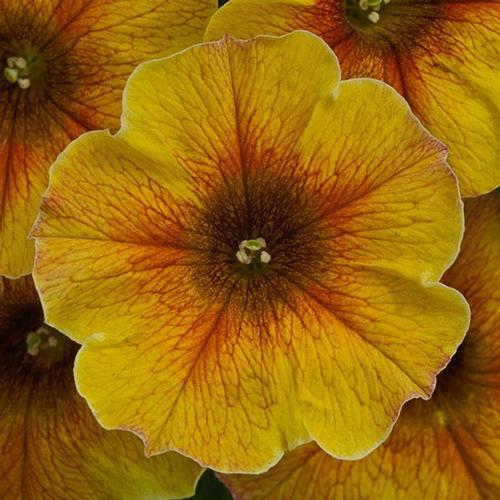Petunia