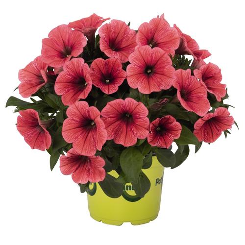 Petunia