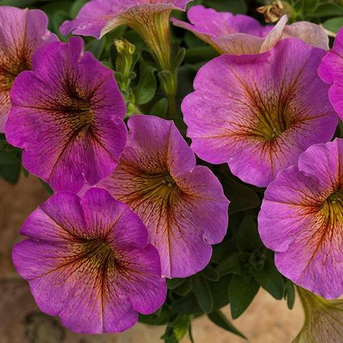 Petunia