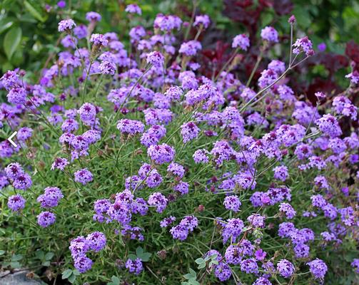 Verbena lilacina