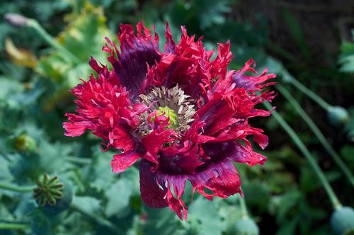 Papaver somniferum