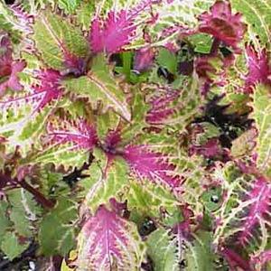 Coleus