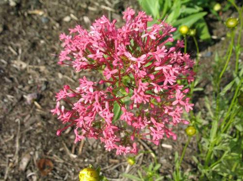 Centranthus ruber