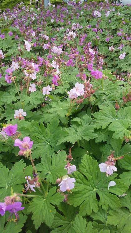 Geranium