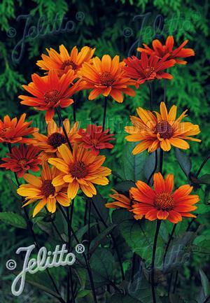 Heliopsis helianthoides var. scrabra