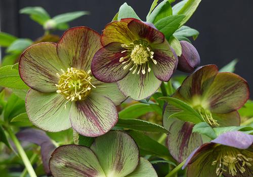 Helleborus