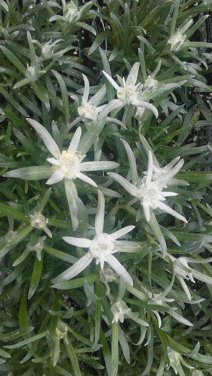 Leontopodium alpinum