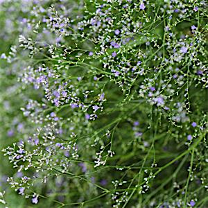 Limonium latifolium
