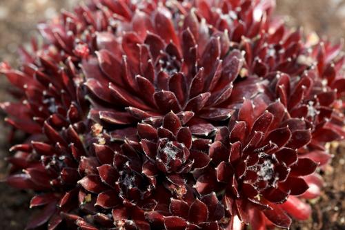 Sempervivum
