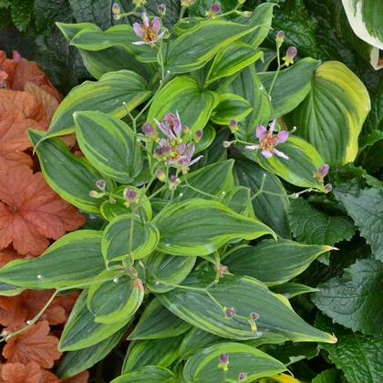 Tricyrtis formosana