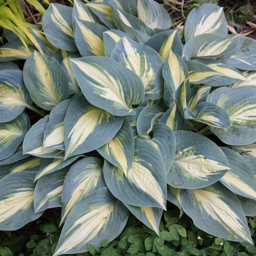 Hosta