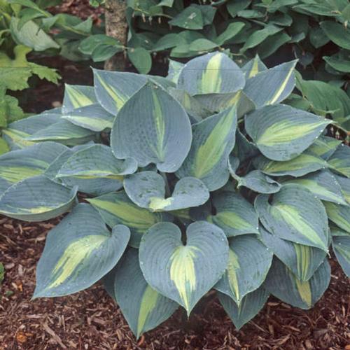 Hosta