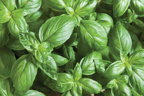 Basil