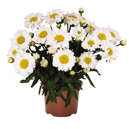 Leucanthemum