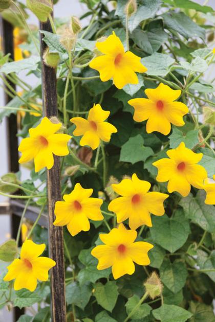 Thunbergia hybrid