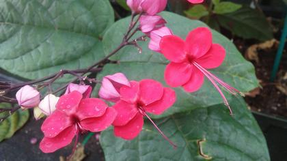 Clerodendrum x speciosum