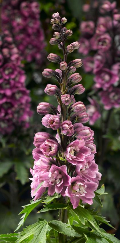 Delphinium e.