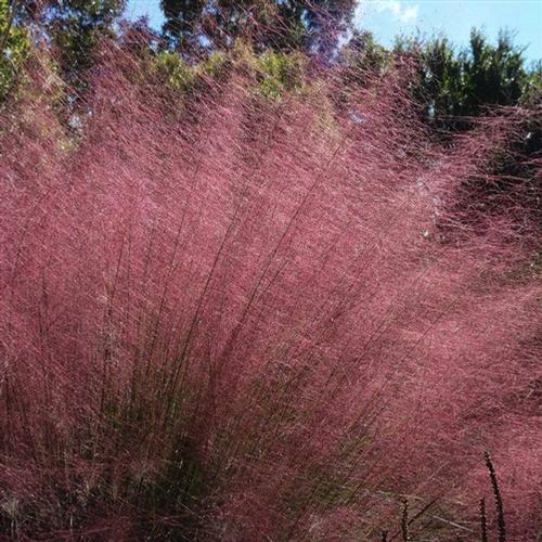 Muhlenbergia capillaris
