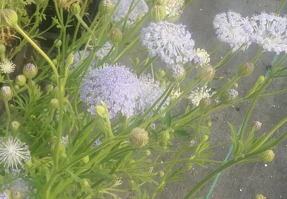 Didiscus caerulea 'Lacy Blue' - Blue Lace Flowers from Rush Creek Growers