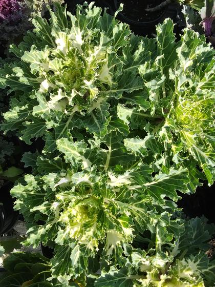 Flowering Kale 'Coral Prince' - from Rush Creek Growers