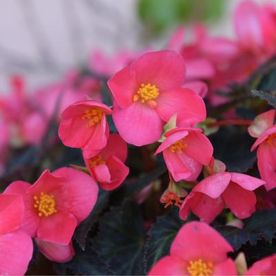 Begonia I'CONIA® First Kiss
