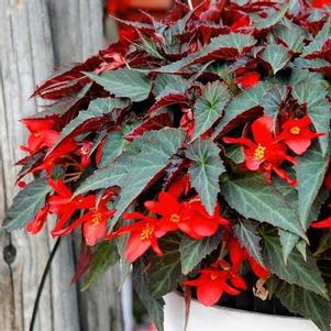 Begonia boliviensis Summerwings® Dark Elegance