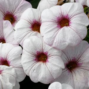 Petunia SuperCal® Snowberry White