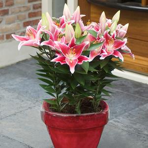 Lilium Lily Looks™ After Eight
