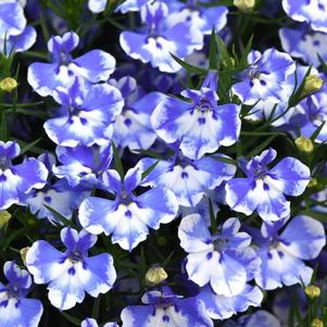 Lobelia Magadi™ Compact Blue Bay