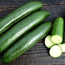 Cucumber Middle Eastern Green Finger