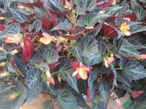 Begonia boliviensis Sparks Will Fly