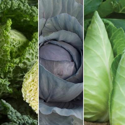 Cabbage Compact Mixed Varieties