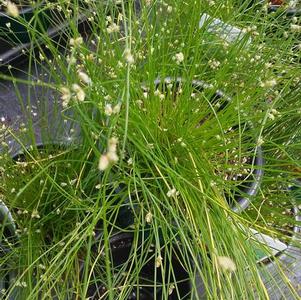 Scirpus cernuus Fiber Optic Grass