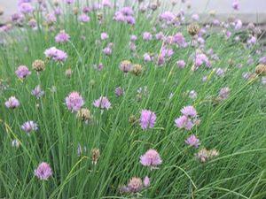 Chives Purly