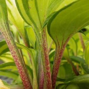 Hosta Island Breeze