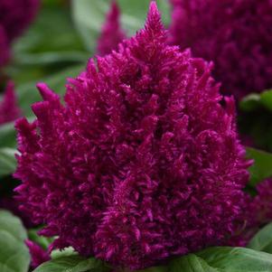 Celosia First Flame Purple