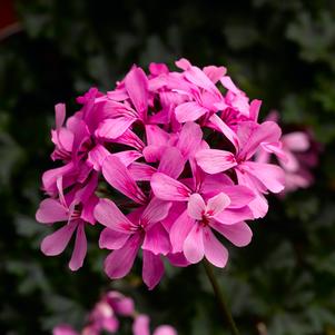 Geranium Caldera™ Pink
