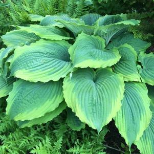 Hosta Spartacus