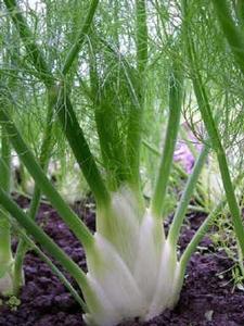 Fennel-bulbing Perfection