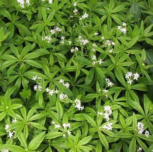 Galium odoratum