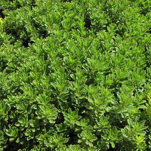 Sedum kamtschaticum Weihenstephaner Gold