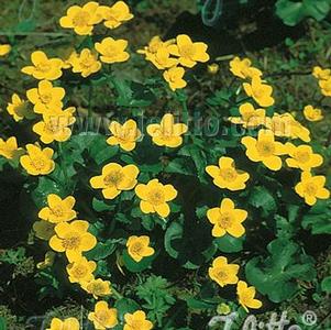 Caltha palustris