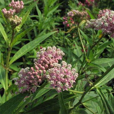 Asclepias incarnata