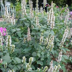 Agastache scrophulariaefolia