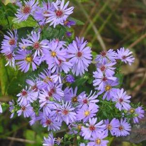 Aster laevis 