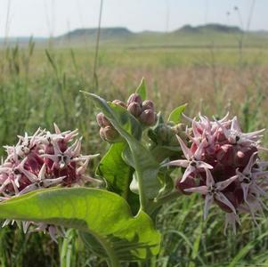 Asclepias speciosa