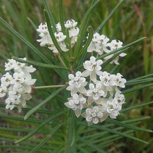 Asclepias verticillata